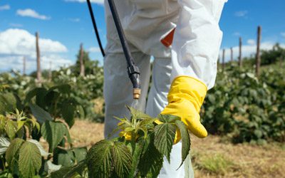 Les méthodes alternatives aux produits phytosanitaires