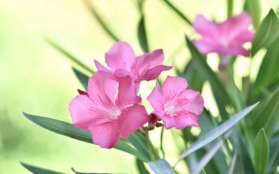 Sécheresse : optez pour les plantes méditerranéennes