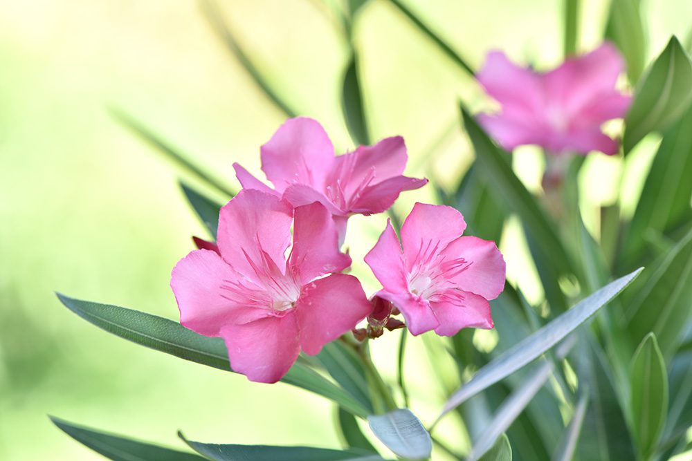 Sécheresse : optez pour les plantes méditerranéennes