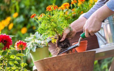 Les priorités pour votre jardin cet été