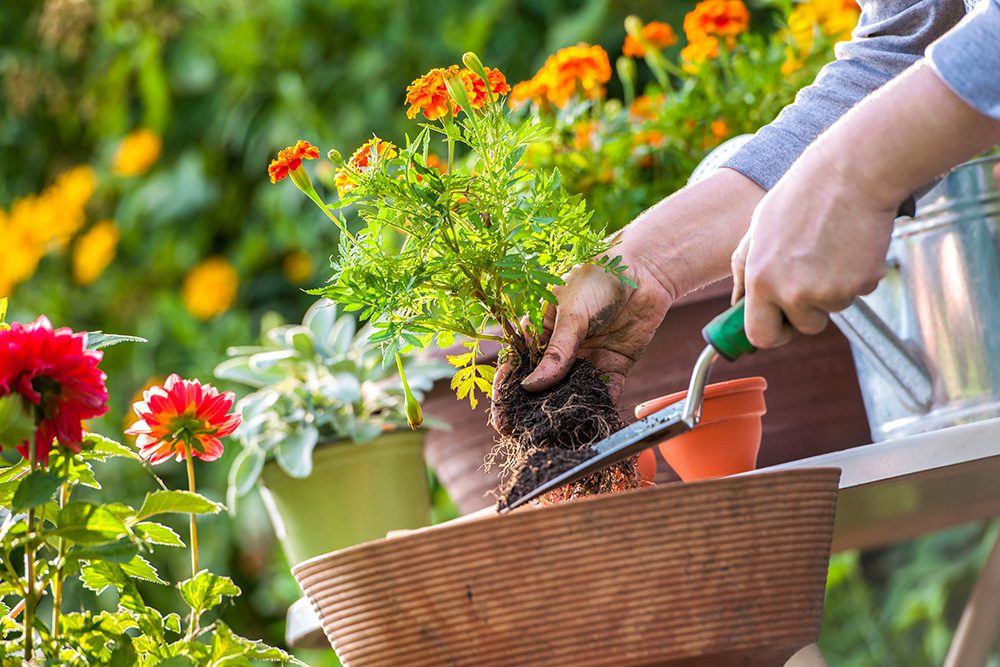 Les priorités pour votre jardin cet été